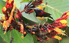 Black-throated Sunbird